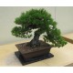 Semillas de Pino negro Japonés Pinus thunbergii