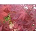 Semillas de Arce Púrpura Acer atropurpureum