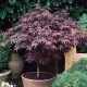 Semillas de Arce Púrpura Acer atropurpureum